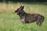 BOUVIER DES ARDENNES 407